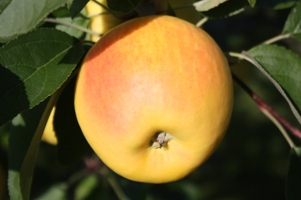 Pommes Santé Pomme Paradis Bella Bionda Marylin