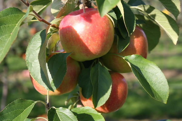 Pommes bonnes pour la santé Pomme Paradis New Year Lubera