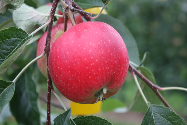 Variétés de pommes sucrées pomme paradis ninifee lubera