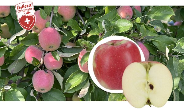 Pomme issue de la s&eacute;lection Lubera 1157/15, gamme Paradis