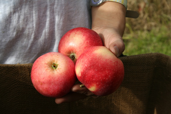 Quand les pommes sont-elles mûres Paradis Sierra Lubera
