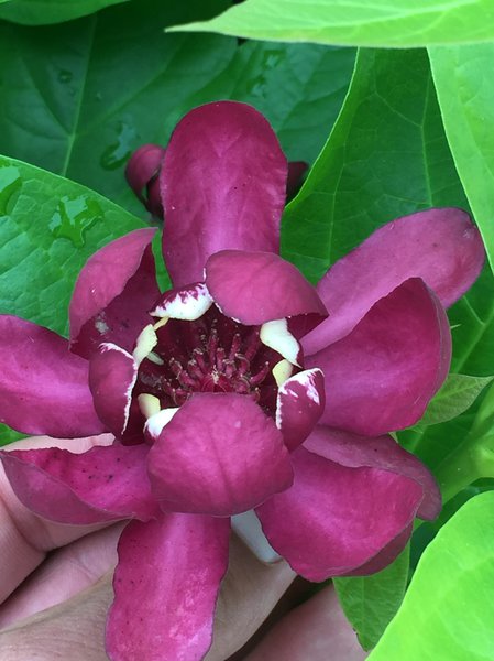 Gew�rzstrauch, Nelkenpfeffer (Calycanthus floridus 'Aphrodite')