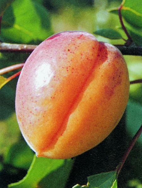 Riesenaprikose Goldrich