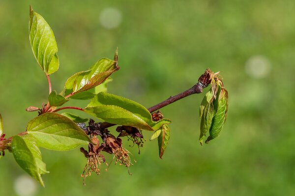Abricotier, Prunus armeniaca, moniliose des fleurs, Monilinia laxa