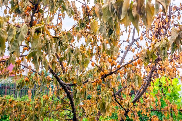 Mort de l'abricotier, Prunus armeniaca, Monilinia laxa