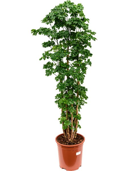 Aralia (Polyscias) 'Roble', Verzweigt, im 27cm Topf, H�he 110cm, Breite 40cm