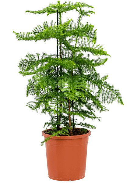 Araucaria heterophylla, Busch, im 30cm Topf, H�he 110cm, Breite 65cm