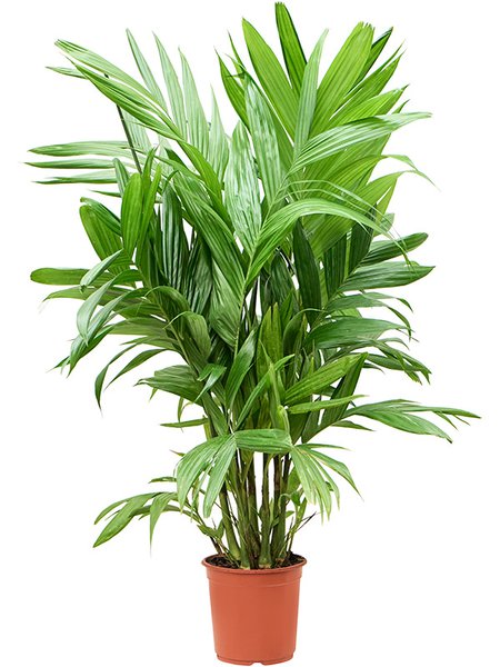 Areca triandra, Busch, im 24cm Topf, H�he 150cm, Breite 100cm