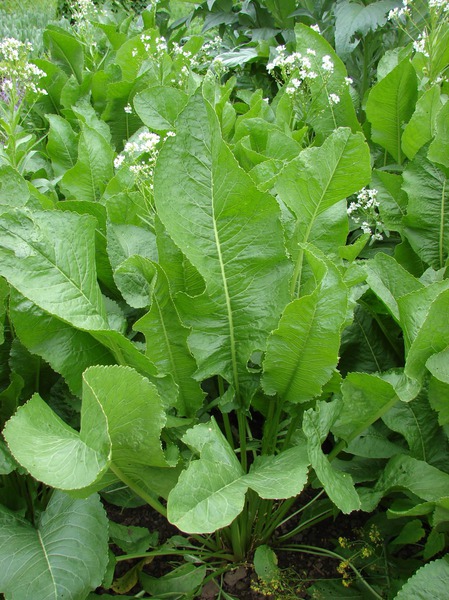 Armoracia rusticana