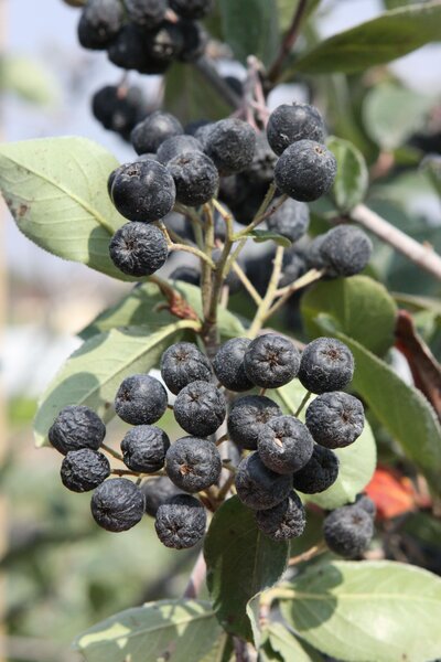 Aronia Rubina, Apfelbeere, Fr�chte