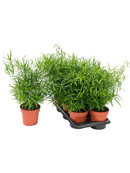 Asparagus falcatus, Busch, im 17cm Topf, H�he 40cm, Breite 30cm
