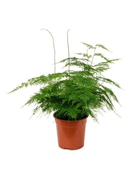 Asparagus plumosus, Busch, im 21cm Topf, H�he 50cm, Breite 30cm