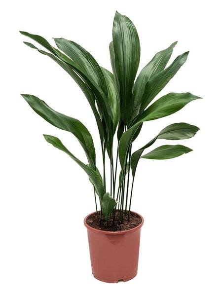 Aspidistra elatior, Tuff, im 21cm Topf, H�he 90cm, Breite 40cm