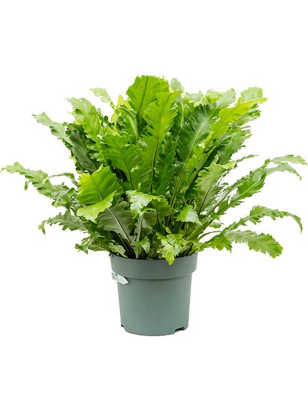 Asplenium 'Green Miracle', Busch, im 30cm Topf, H�he 80cm, Breite 75cm