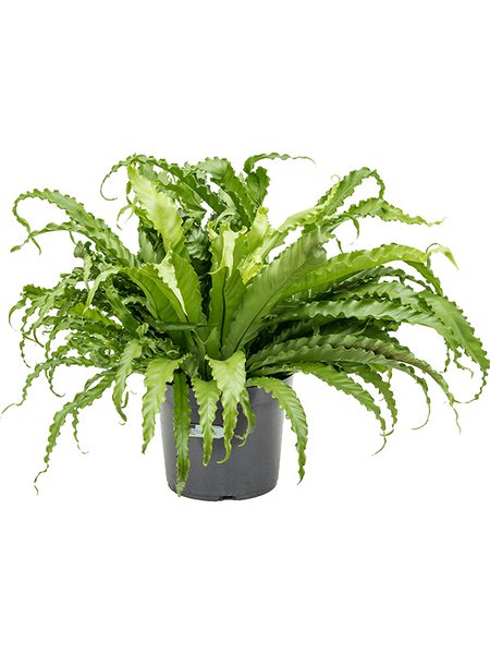Asplenium antiquum 'Osaka', Busch, im 30cm Topf, H�he 65cm, Breite 80cm