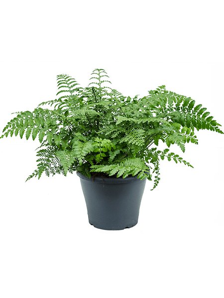 Asplenium dimorphum 'Parvati', Busch, im 21cm Topf, H�he 45cm, Breite 50cm