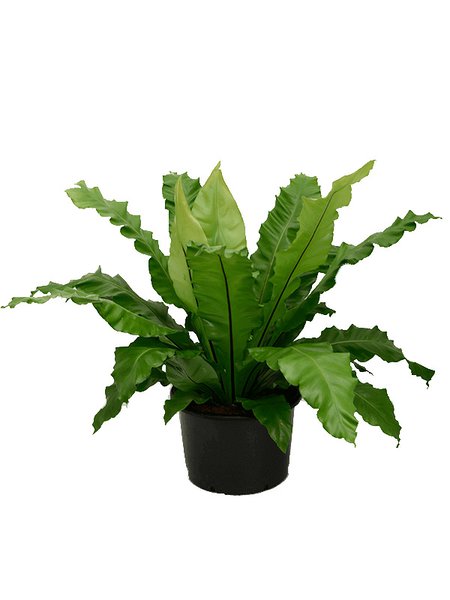 Asplenium nidus, Busch, im 37cm Topf, H�he 70cm, Breite 100cm