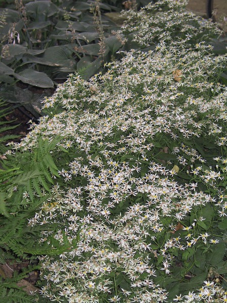 Aster divaricatus - Bl�tenmeer