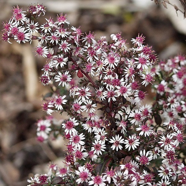 Aster 'Prince'