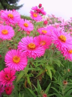 Aster novae angliae 'Alma P�tschke'