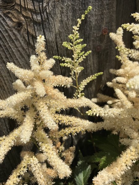 Prachtspiere 'Washington' (Astilbe x japonica 'Washington')