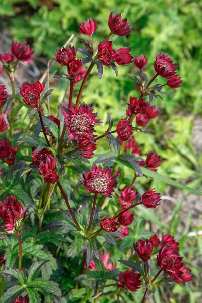 Astrantia major 'Moulin Rouge'