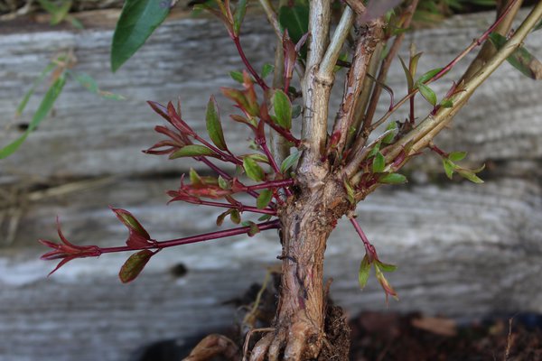 Fuchsias vivaces, Lubera