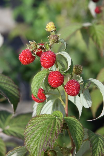 Primeberry�, Herbsthimbeere, Autumn Wildly�, Rubus idaeus