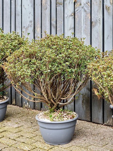 Azalea japonica 'Aladdin Scout' (80-100), Busch, im 35cm Topf, H�he 90cm, Breite 85cm