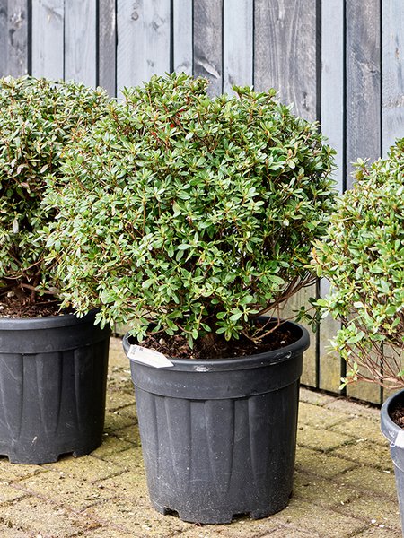 Azalea japonica 'Aladdin Scout', Busch, im 35cm Topf, H�he 75cm, Breite 55cm
