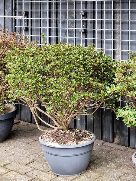 Azalea japonica 'Blaauw's Pink', Busch, im 35cm Topf, H�he 75cm, Breite 85cm