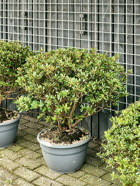 Azalea japonica 'Girard's Rose', Busch, im 35cm Topf, H�he 90cm, Breite 80cm