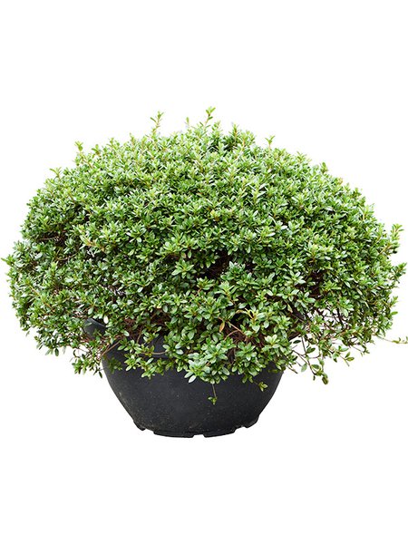 Azalea satsuki 'Yodo No Hikari' (60-70), Busch, im 50cm Topf, H�he 65cm, Breite 85cm