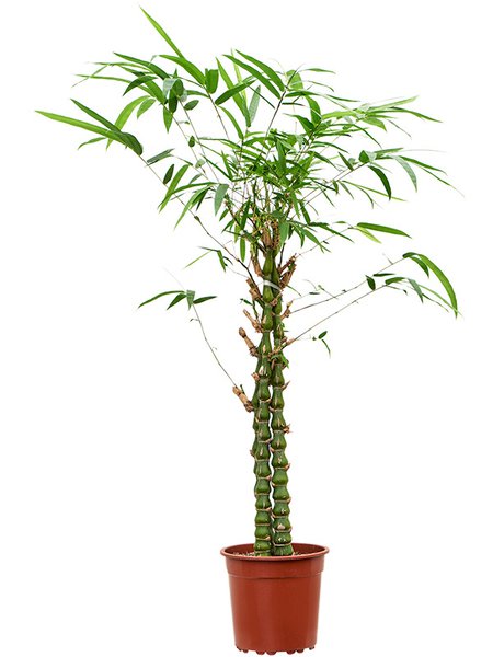 Bambusa ventricosa, Stamm multi, im 27cm Topf, H�he 140cm, Breite 35cm
