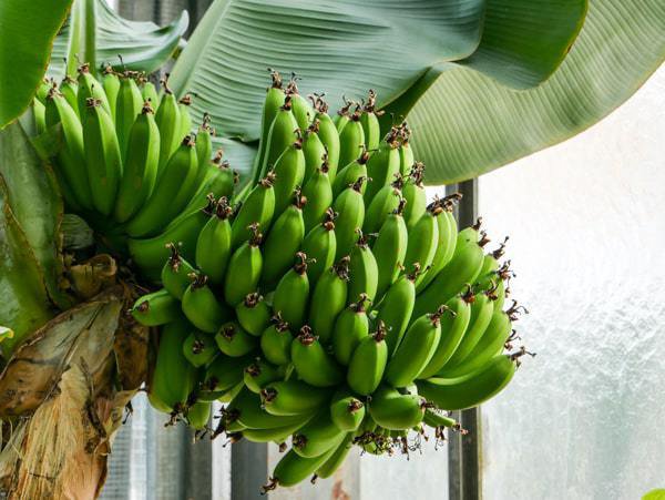 Entretien des bananiers