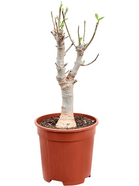 Baobab (Adonsonia), Stamm, im 17cm Topf, H�he 45cm, Breite 15cm