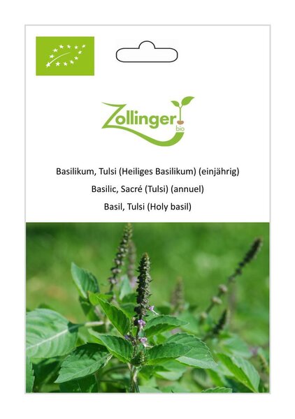 Basilikum, Tulsi (Heiliges Basilikum)
