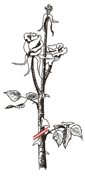 Taille des rosiers à fleurs groupées Taille d’été Lubera