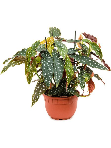 Begonia 'Maculata', im 22cm Topf, H�he 70cm, Breite 50cm