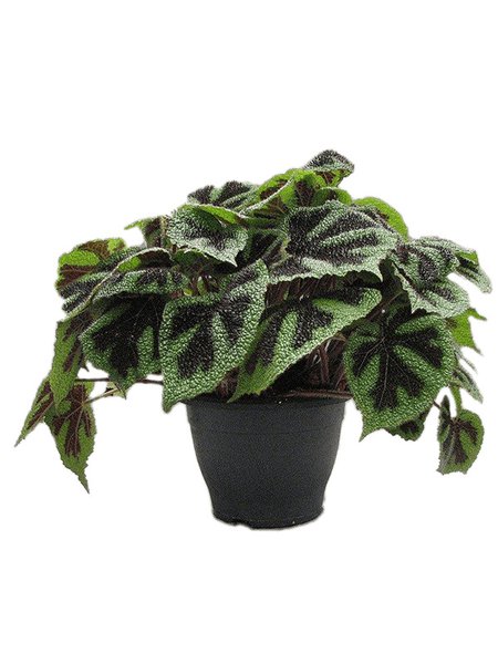 Begonia masoniana 'Iron Cross', im 26cm Topf, H�he 40cm, Breite 35cm