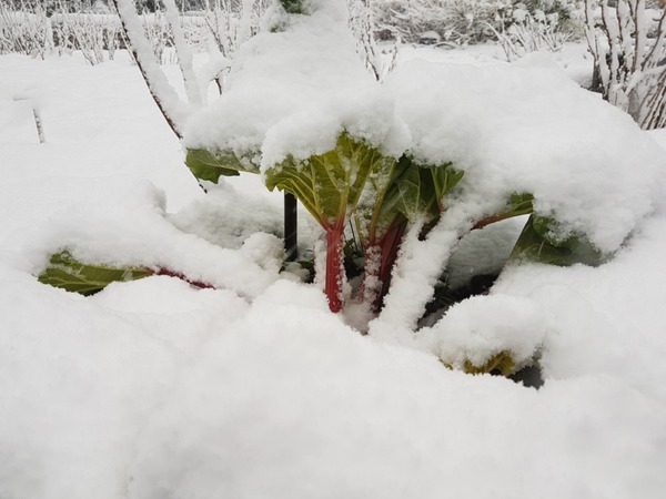 Protection hivernale de la rhubarbe, rhubarbe en hiver