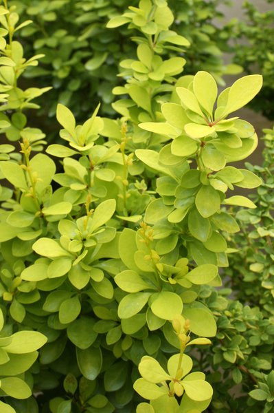 Berberis thunbergii 'Maria'�