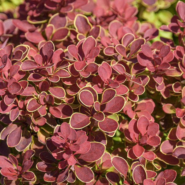 Berberis thunbergii 'Ruby Star'