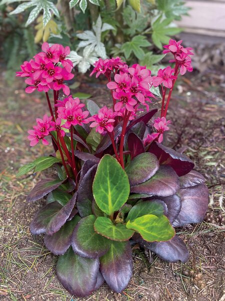 Bergenia cordifolia 'Early Brilliance Magenta', Bergenie