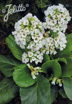 Bergenia cordifolia 'Snowtime'