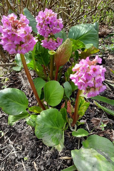 Bergenia cordifolia 'David', Bergenia cordifolia 'David'