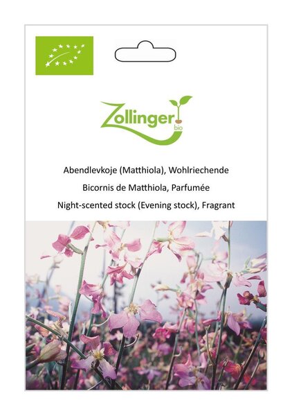 Abendlevkoje (Matthiola), Wohlriechende