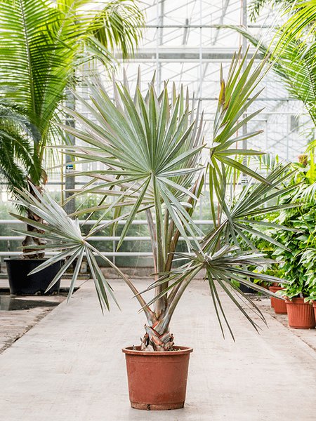 Bismarckia nobilis, Stamm, im 40cm Topf, H�he 170cm, Breite 140cm
