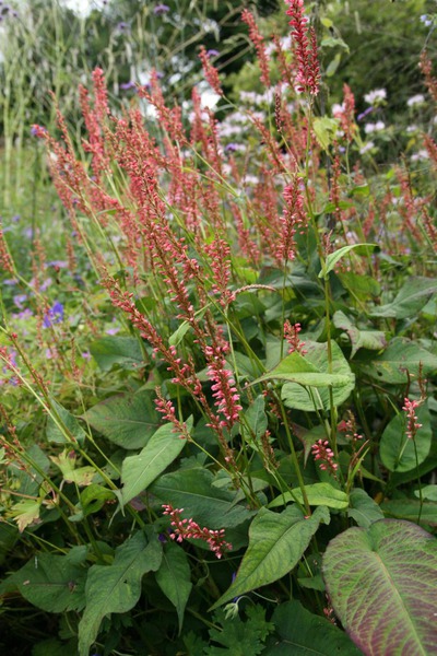 Bistorta amplexicaulis 'Orangofield' (S)