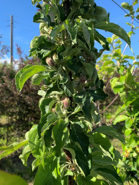 Pomme sans pépins sélection 2021/22 sélection Seedless Apple parcelle d’essai pépinière Buchs fleurs, Lubera